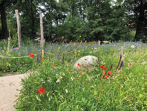 Biotop im Erlenpark